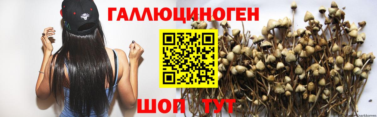 где купить наркотик  Вход с VPN  Сальск  Псилоцибиновые грибы MAGIC MUSHROOMS 